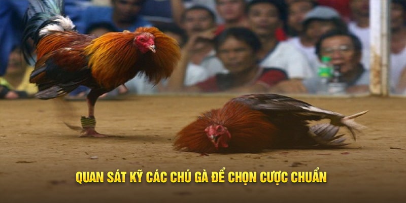 Vì sao nên chọn chơi đá gà trực tiếp CPC3?