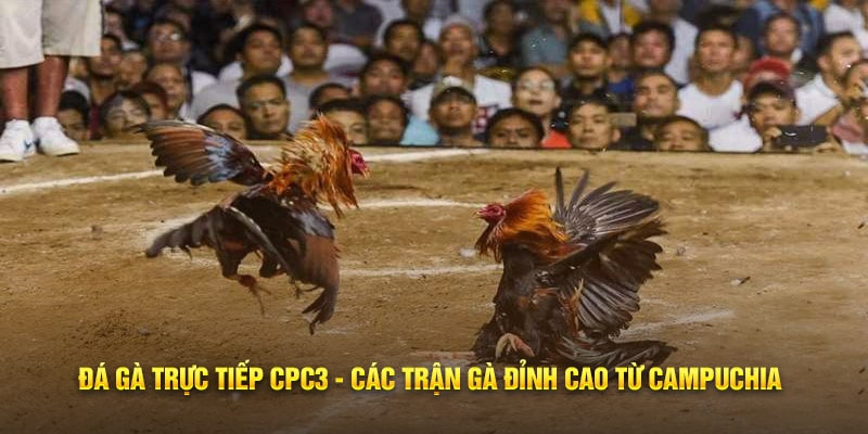 Hướng dẫn tham gia đá gà trực tiếp CPC3 tại Hi88